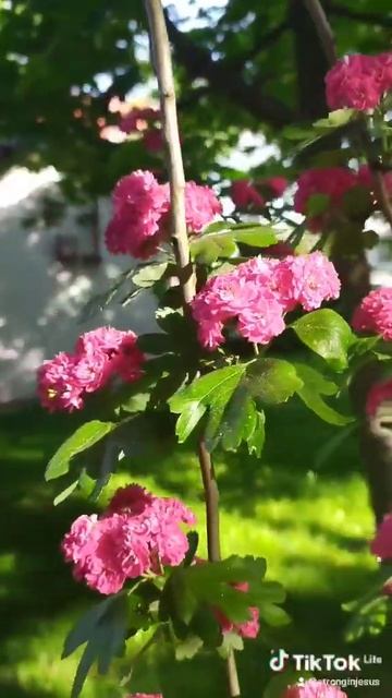 Цветение боярышника. #flowers #hawthorn смотреть онлайн