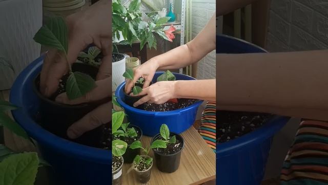 Перевалка майских ЧЕРЕНКОВ🌱 крупнолистной гортензи? смотреть онлайн