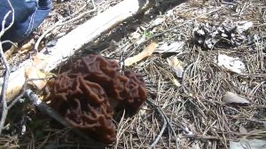 Тихая Охота! Собираем Первые Весенние Грибы!