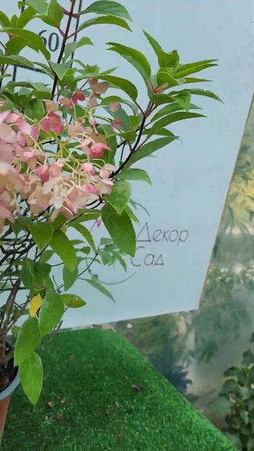 Гортензія волотиста Граундбрейкер /Groundbreaker, відео для