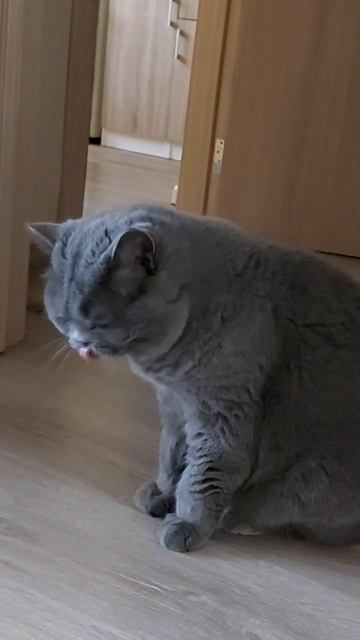 У кота 4 лапы смотреть онлайн