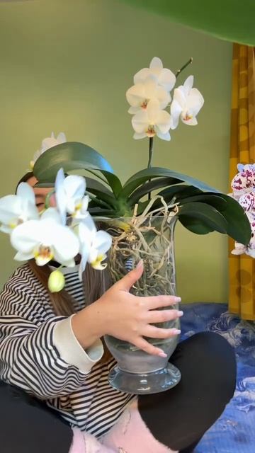 групова посадка орхідей #орхідеї #орхідея