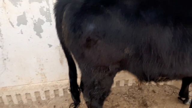 14 января 2022 г.АНДИЖОН СУЛТОНАБОД МОЛ БОЗОРИ.