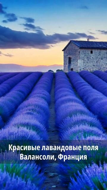 Красивые лавандовые поля Валансоли, Франция. #красота смотреть онлайн