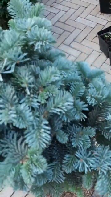 🌲Пихта глаука прокумбенс | Telegram: Https://t.me/love_is_hvoiny_dvorik