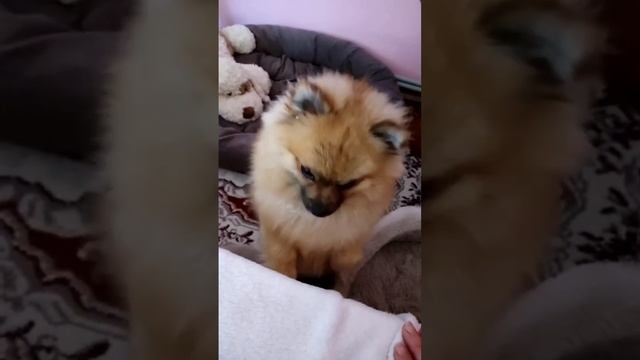 Мирася с добрым утром 🥰 смотреть онлайн