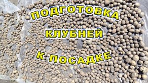 Подготовка клубней картофеля к посадке. Обработка картофеля от колорадского жука. Проращивание