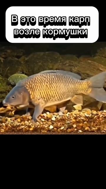 Подпишись у нас много крутых видео про рыбалку 🎣 #рыбалка #карп #карась #щука #юмор #прикол #мем смотреть онлайн