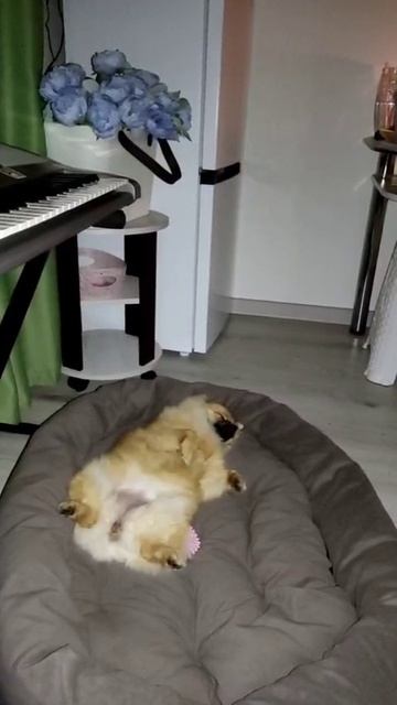 Мирочка спит 💖💖💖 смотреть онлайн