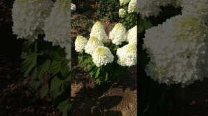 Метельчатая гортензия Шугар Раш. 19.07.2024г.