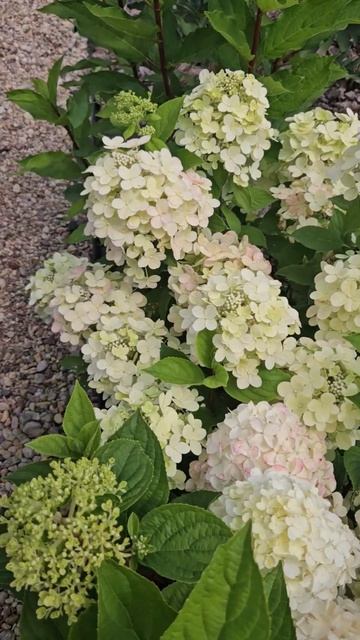 Гортензия PANflora. 20 июля 2024 смотреть онлайн