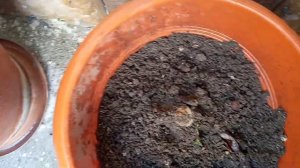 АЛОЭ И ЧЕМ Я ПОДКАРМЛИВАЮ!!!