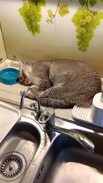 Утро Воскресенья, идём на кухню пить кофе и тут такая к смотреть онлайн