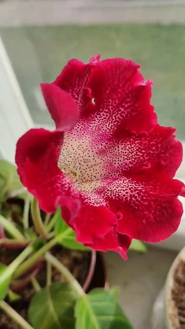 Красотка Глоксиния радует цветением! #shorts #цветыдома #? смотреть онлайн