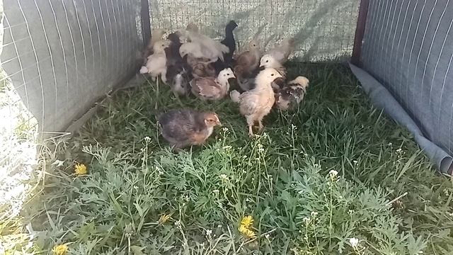 Клетка для цыплят