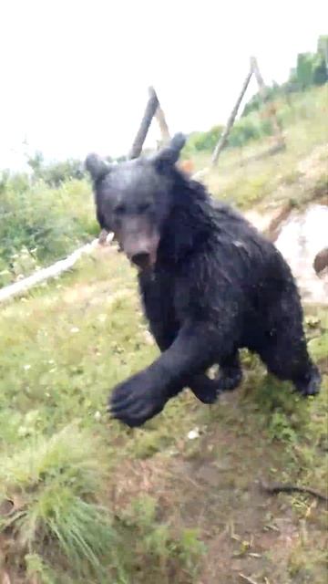 От всех мне достаётся. #медведь #bear смотреть онлайн