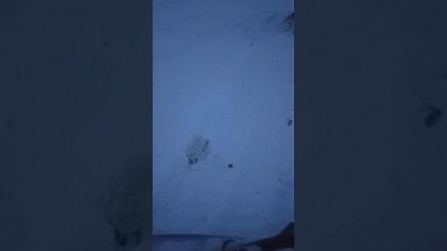 Голодный песец подошел к водителю и просит еду🦊 смотреть онлайн