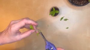 Черенкование Вербена Бонарская