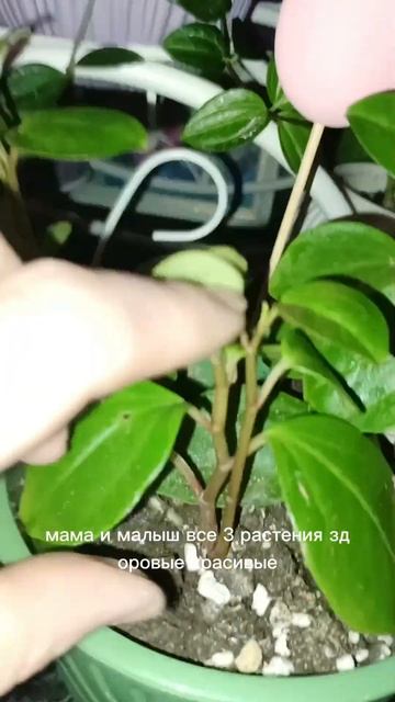 Три поколения пеперомии! #домашниерастения #домашниец смотреть онлайн