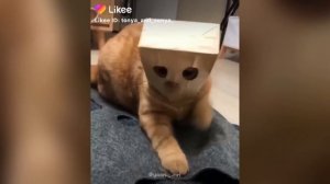 ЛУЧШИЕ ВИДЕО LIKEE | Приколы Likee | ЛАЙКИ | Лучшее Likee