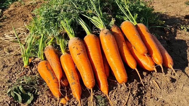 Шикі сәбіз қандай ауруларға ем болады,Тек шикі күйінд? смотреть онлайн