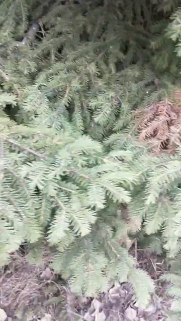 Лесная сказка#природа#весна#красоты смотреть онлайн