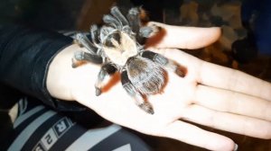 Паук птицеед не ест птиц. Оказывается птицы могут съес