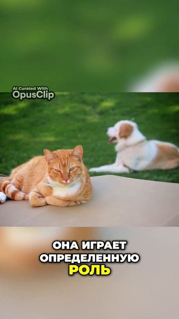 Клетчатка в рационе кошек. Зачем она нужна смотреть онлайн