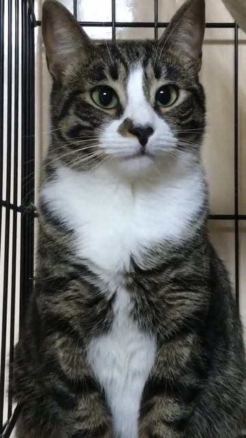 Бузина #catlover #cats #catshorts #котэ #кошки #киса #приютубежище # смотреть онлайн