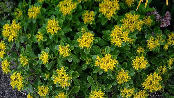 ОЧИТКИ (СЕДУМЫ) - неприхотливые многолетники для сада. смотреть онлайн