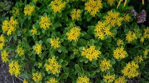 ОЧИТКИ (СЕДУМЫ) - неприхотливые многолетники для сада.