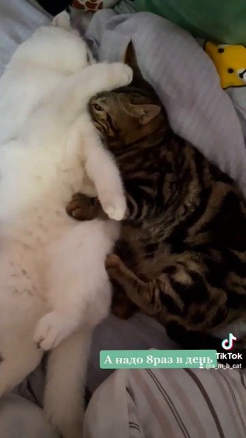 8 Раз в День🧸 #animalshorts #котикимои #котмарс #котолюбовь смотреть онлайн