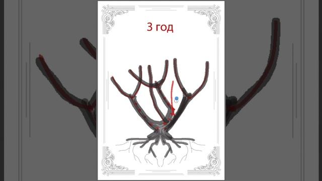 КАК ОБРЕЗАТЬ  НИЗКОРОСЛЫЕ СОРТА ГОРТЕНЗИЙ РАССКАЗАЛА