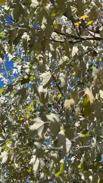 Затесалось осеннее видео, смотрим на краски осени 😌? смотреть онлайн