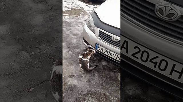 кому нужен котик#украинский патриот#верю в добро#безд? смотреть онлайн