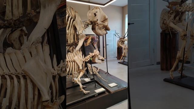 Экскурсия в Ветеринарный Университет Санкт-Петербург смотреть онлайн