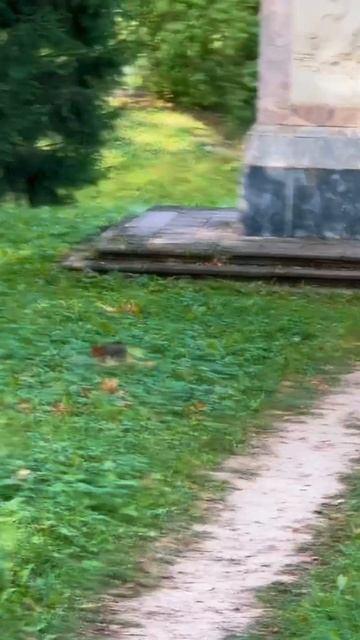 Ель в лесу# белка#царское село смотреть онлайн