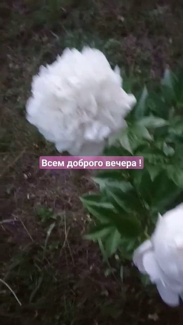 Пионы. Молочноцветковые пионы Etched Salmon, Nancy Nora. Дача В л? смотреть онлайн