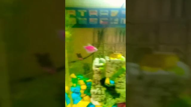 У нас теперь есть рыбки смотреть онлайн