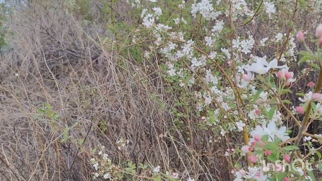 ,, Расстрелять неправильных садоводов,,Это палата номер 6? смотреть онлайн