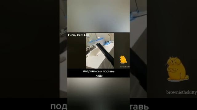 Я ржал целый час 😂Приколы с животными 😂Кошки, собаки 😁 смотреть онлайн