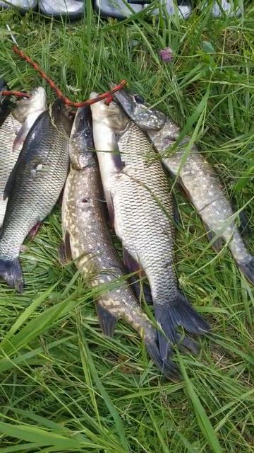 Добытая рыба под водой (су астында аулаган балык) смотреть онлайн