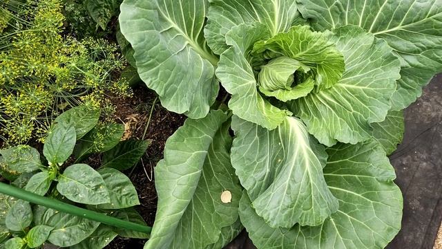 🌱1 ЛОЖКА ЭТОГО СРЕДСТВА — И ПОЧВА СТАНОВИТСЯ ПЛОДОРОДНОЙ! Такого урожая вы ещё не видели! 🔥 смотреть онлайн