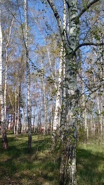 💥Доброе утро новый день🤗🌲💥!!! смотреть онлайн
