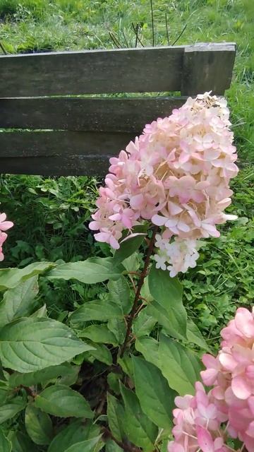 Гортензия метельчатая Пинкачу (Pinkachu) в сентябре. Молод