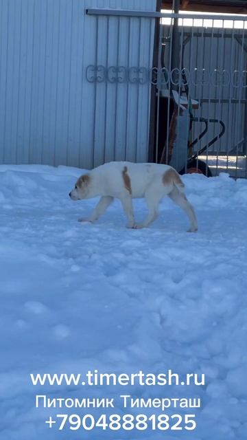 Две девочки доступны ☝️полностью привитыЩенки ТИМЕР смотреть онлайн