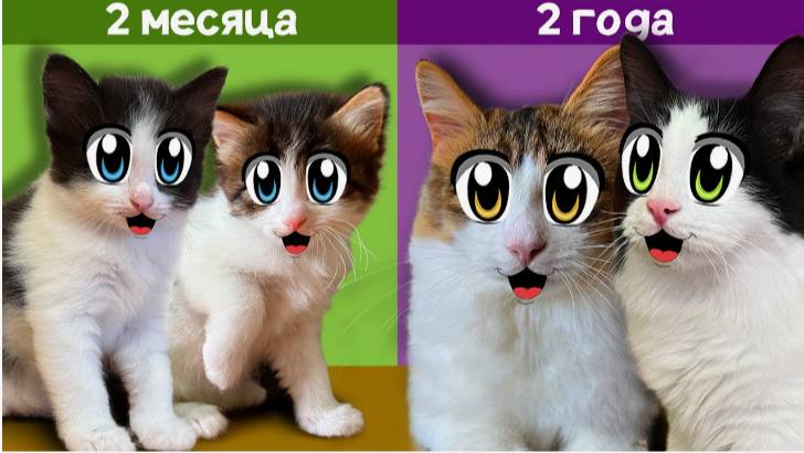 КАК РОСЛИ ЮГИ и ЯНИ! МАЛЕНЬКИЕ КОТЯТА И ИХ ПЕРВЫЕ 24 ЧАСА смотреть онлайн