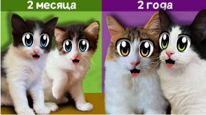 КАК РОСЛИ ЮГИ и ЯНИ! МАЛЕНЬКИЕ КОТЯТА И ИХ ПЕРВЫЕ 24 ЧАСА