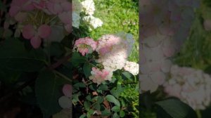 Как меняется Самарская Лидия, нюансы цветения