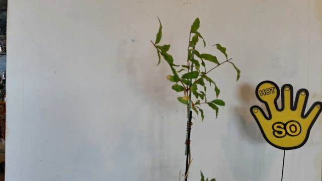 Гранат который зимовал на лоджии. смотреть онлайн